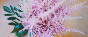 Flores Lucrecia