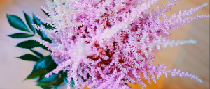 flores lucrecia